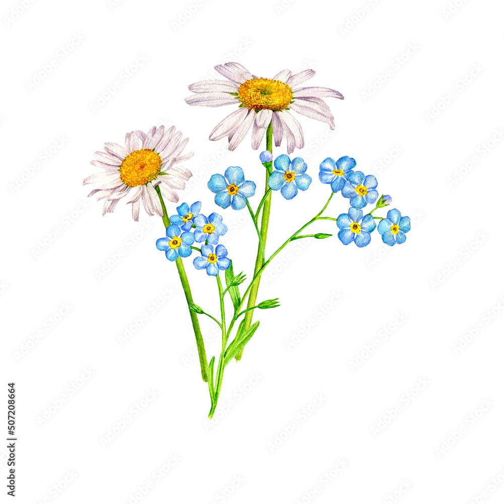 watercolor drawing bouquet of flowers, forget-me-not and daisy isolated at white background , hand drawn botanical illustration