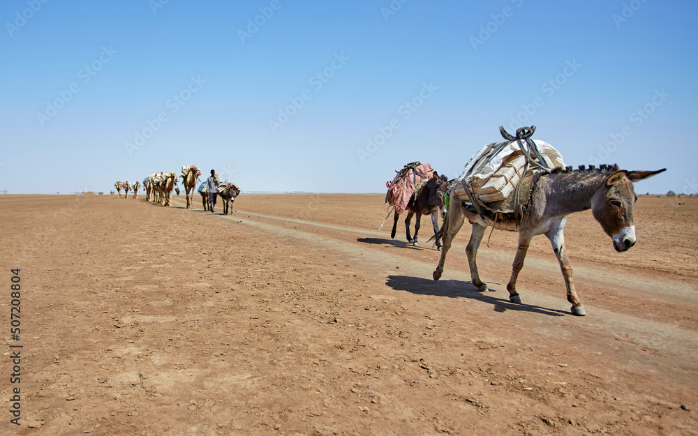 Salt caravan of camels hazed by mirage, Danakil Desert, Ethiopia