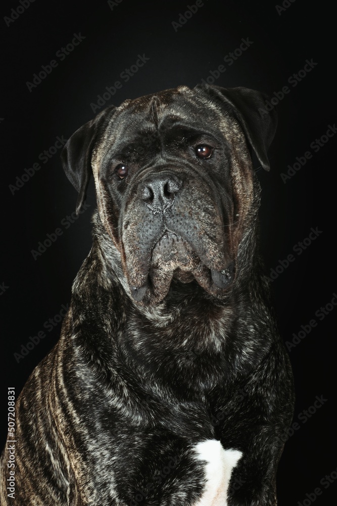 portrait of adult bullmastiff isolated on black background