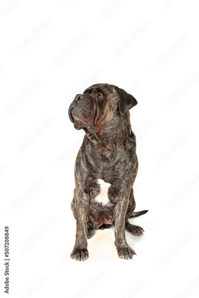 Obraz premium adult bullmastiff isolated on white background