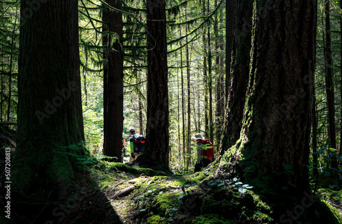 Back view of hikers in the forest on a sunny day in North Vancouver, BC, Canada. Beautiful backlit forest landscape scenery. Rainforest scenery with bright green tall trees and moss. Selective focus. photo
