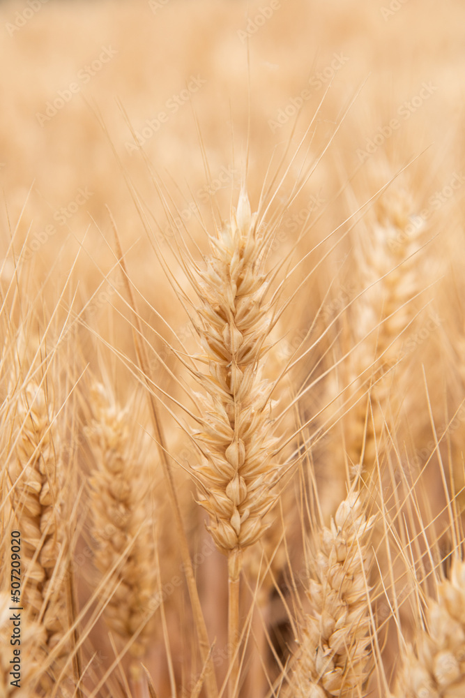 harvest golden wheat in the wheat field harvest golden wheat in the wheat field