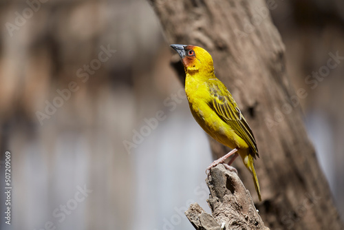 Rüppell’s Weaver(Ploceus galbula) seen at a cafe in the suburbs of Addis Ababa, Ethiopia, Africa
