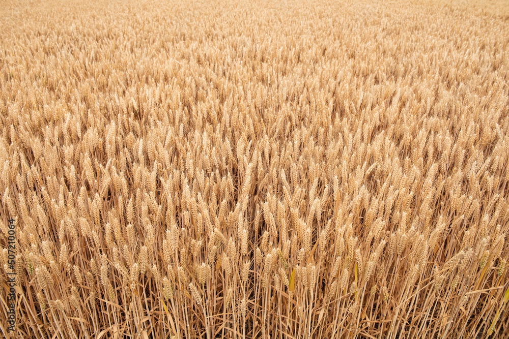 Rich harvest wheat field. Ears of golden wheat closeup.