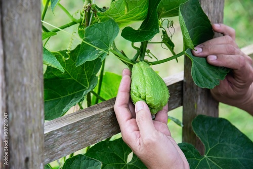 Man in organic chayote garden, Chiangmai Thailand photo