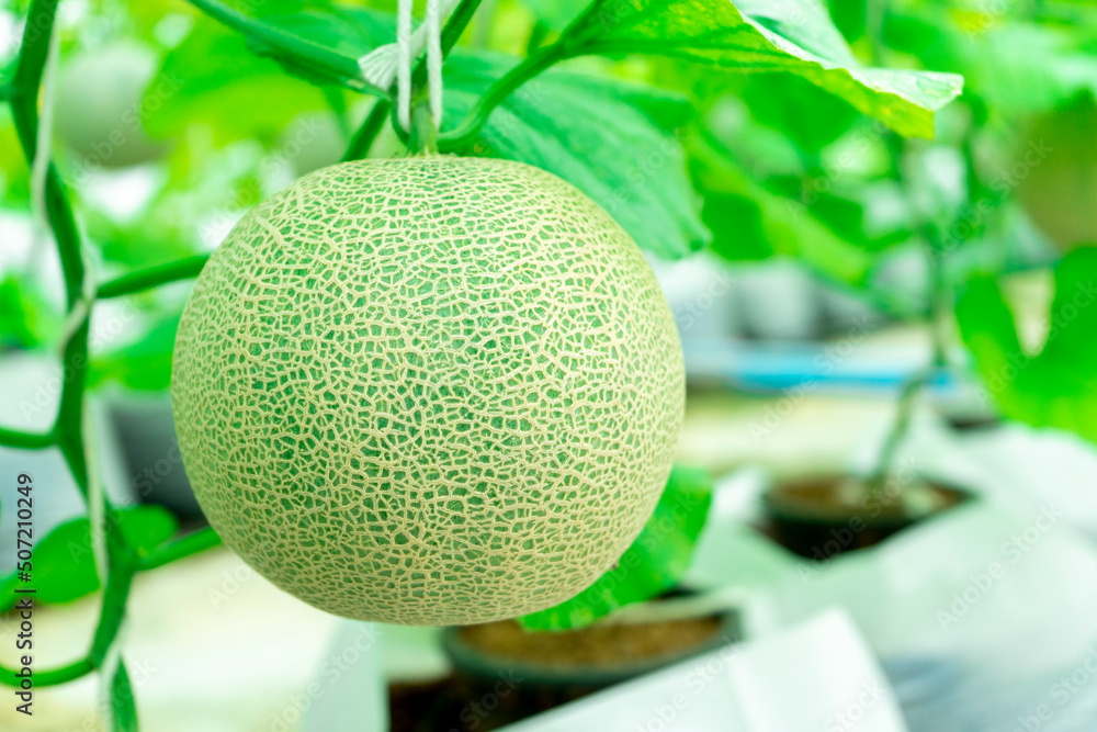 Foto Stock Young melons growing supported by string melon nets in