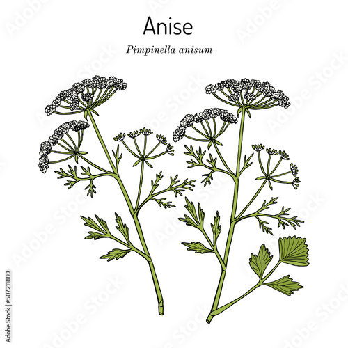 Anise Pimpinella anisum , edible and medicinal plant