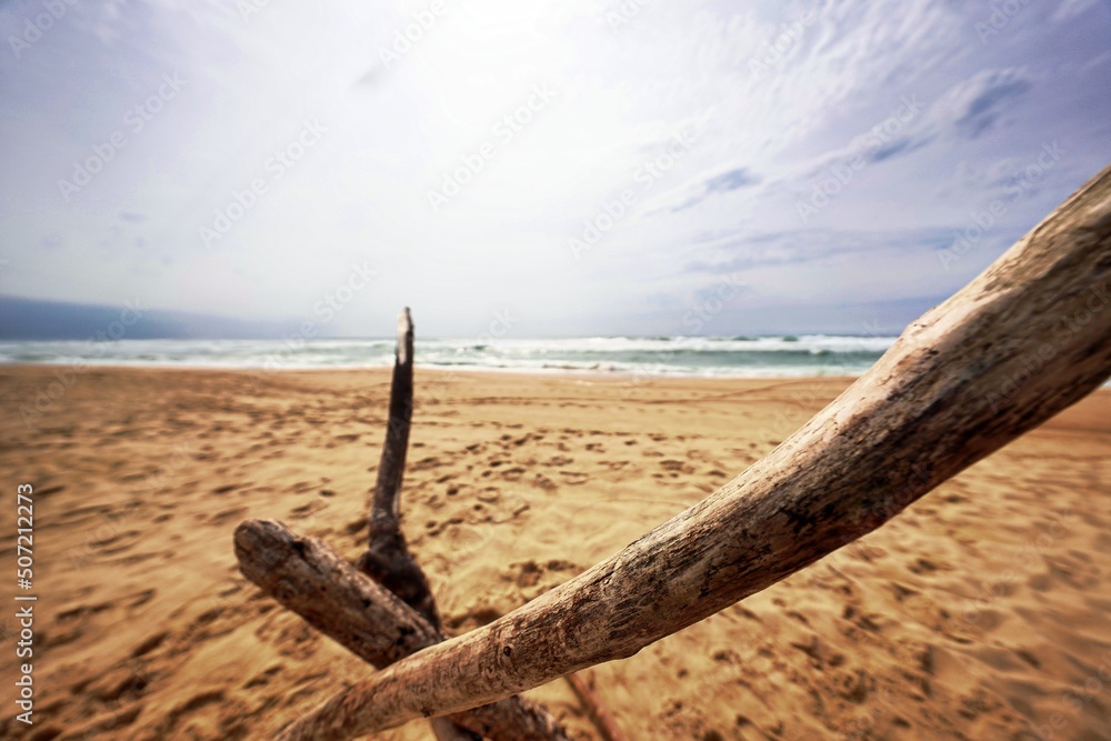 wood and sea