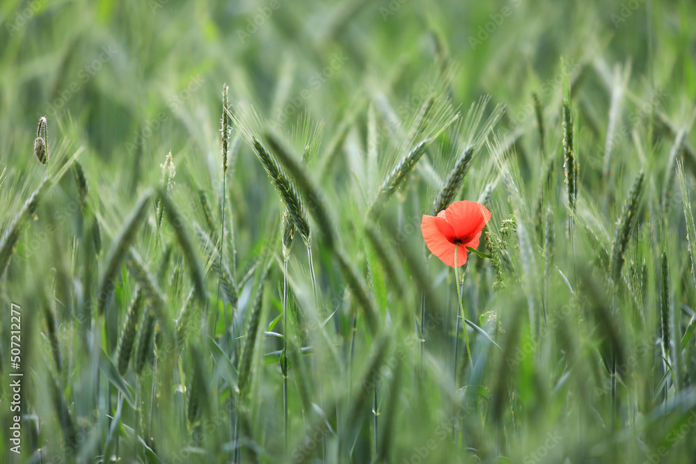 Single red poppy in a green field of wheat in spring with sunshine.
