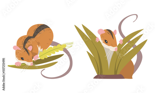Field Mouse as Small Rodent with Long Tail and Dorsal Black Stripe Chewing Grass Vector Set