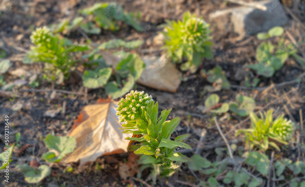 Obraz premium ふきのとう