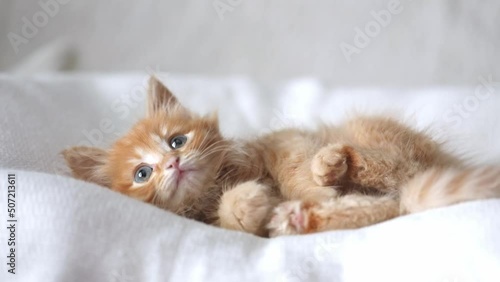 a small red kitten lies on a light background photo