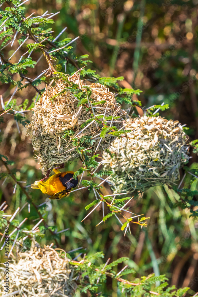 Obraz premium Village weaver hangs under a bird's nest