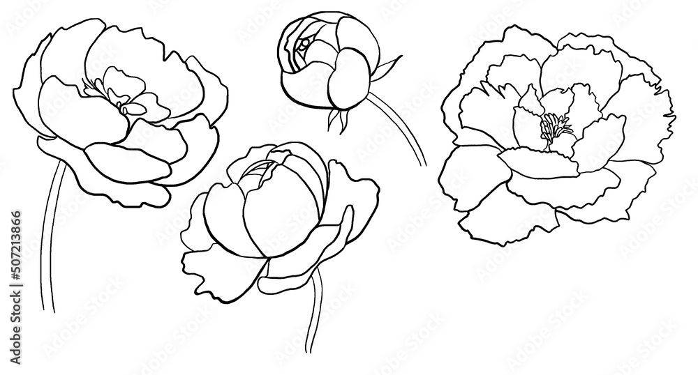 Watercolor black outline peony flowers illustration element Watercolor black outline peony flowers illustration element