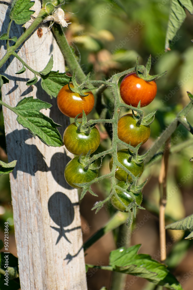 Red and green cherry tomatoes growing in ecological garden on wooden stake with biodegradable link