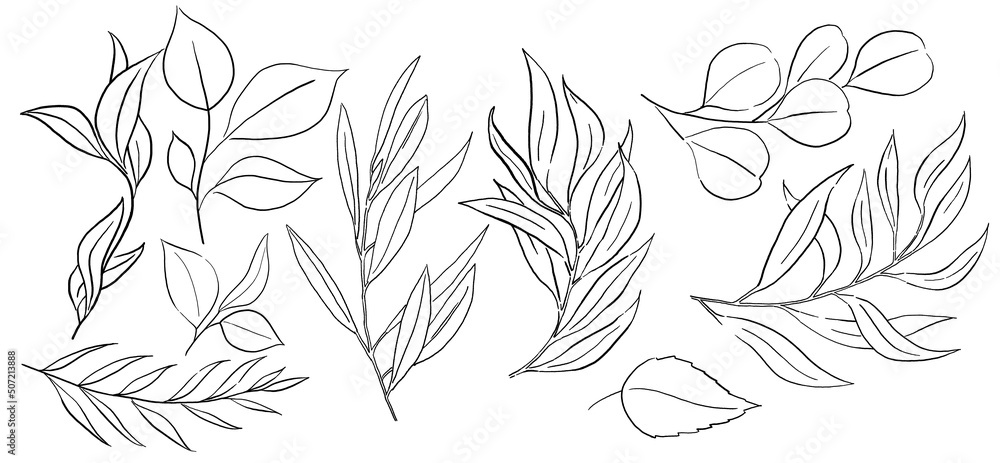 Black Outlines botanical leaves illustration isolated