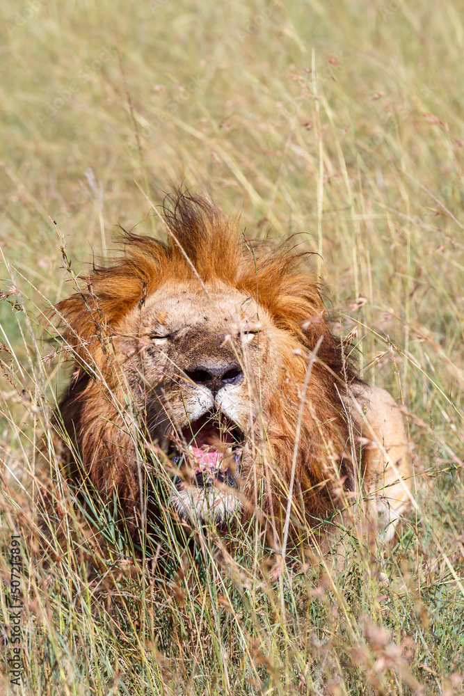 Naklejka premium Yawning Male lion on the african grass savanna