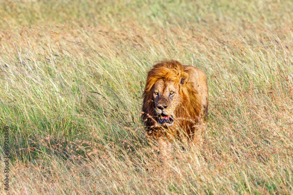 Fototapeta premium Lion in high grass on the savanna in Africa
