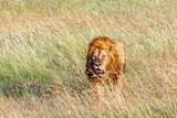 Lion in high grass on the savanna in Africa