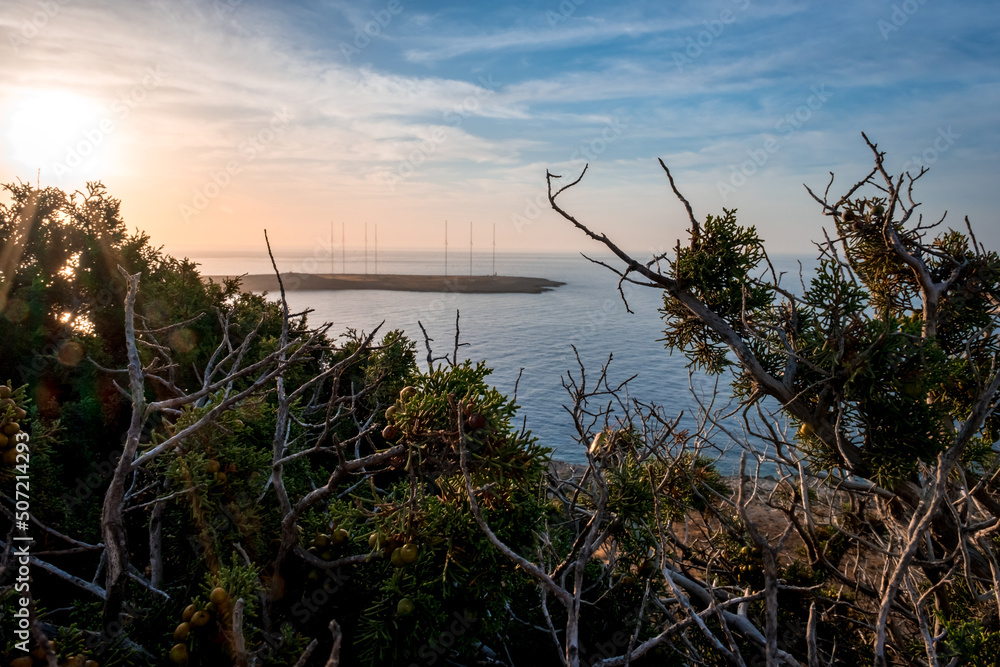 Fototapeta premium Summer landscape in Cyprus. Grass flowers close-up on the background of the sea