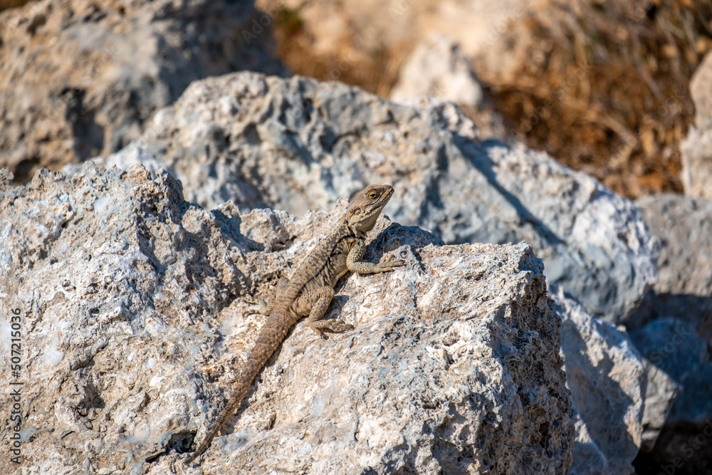 Portrait of a Cypriot lizard on a white stone. Natural habitat Portrait of a Cypriot lizard on a white stone. Natural habitat