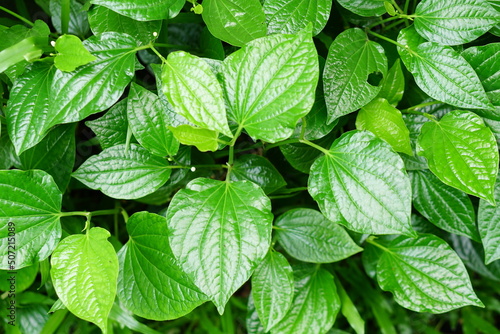 betel leaf is a medicinal plant used for cooking