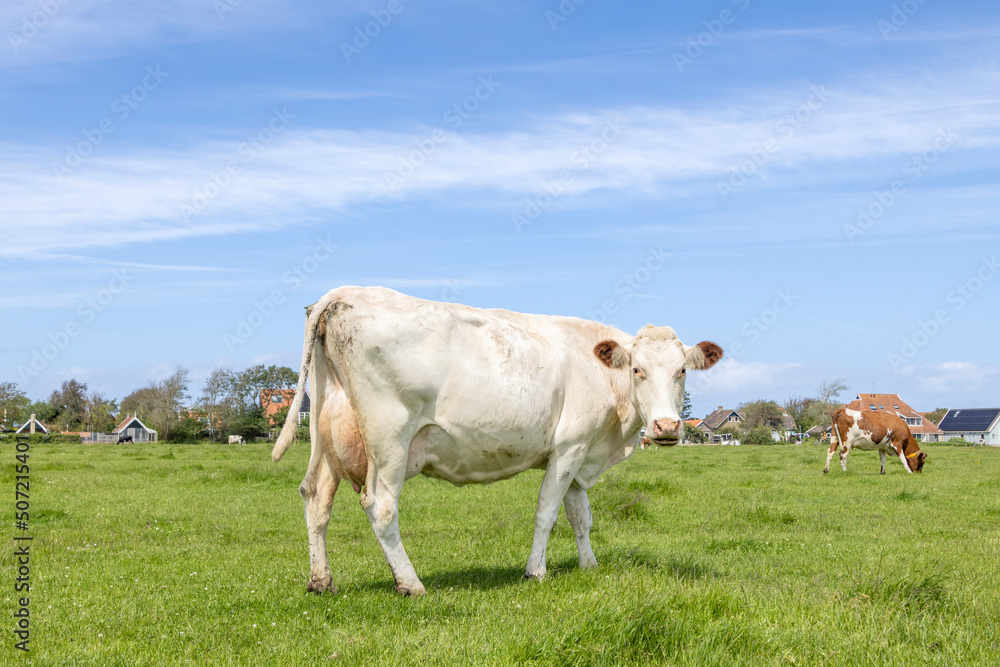 Dairy cow, white blonde, standing in the field, fully length looking at the camera, side view, horizon, under a blue sky Dairy cow, white blonde, standing in the field, fully length looking at the camera, side view, horizon, under a blue sky
