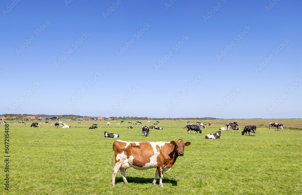 Milk cow maverick and a herd of cows grazing in the field, in Dutch landscape of flat land with a blue sky