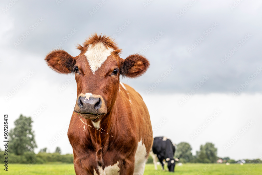 Cow portrait, a cute and young red bovine, with white blaze and black nose and friendly expression