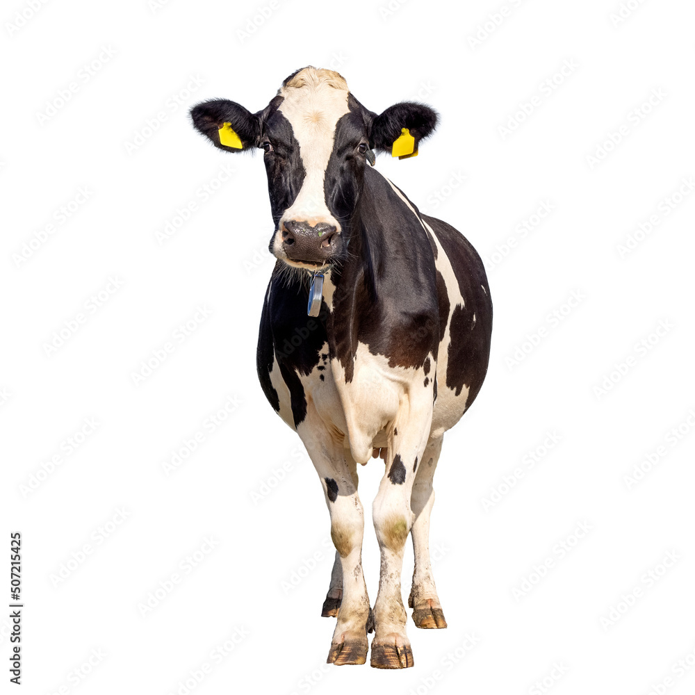 Cow isolated on white, standing upright black and white, full length and front view and copy space