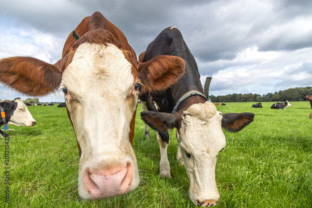 Two cows grazing heads close up, lovingly and playful together in a pasture, black red and white