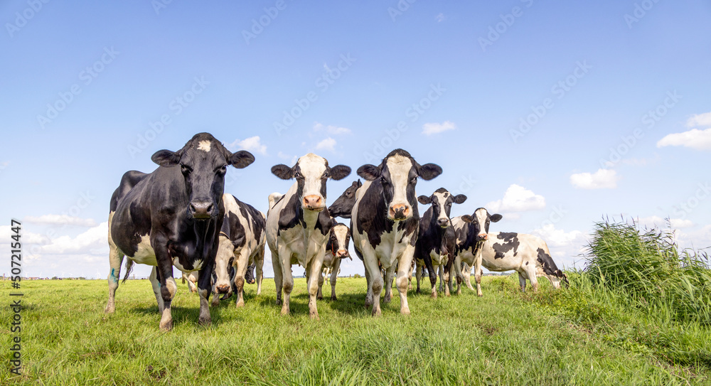 Curious cows in a group, black and white milk dairy animals, in a green field and a blue sky