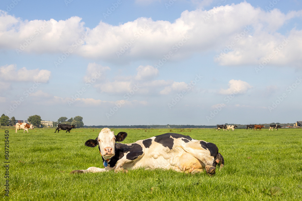 Lying cow with large full udder, head looking up, soft pink and large mammary veins in a field