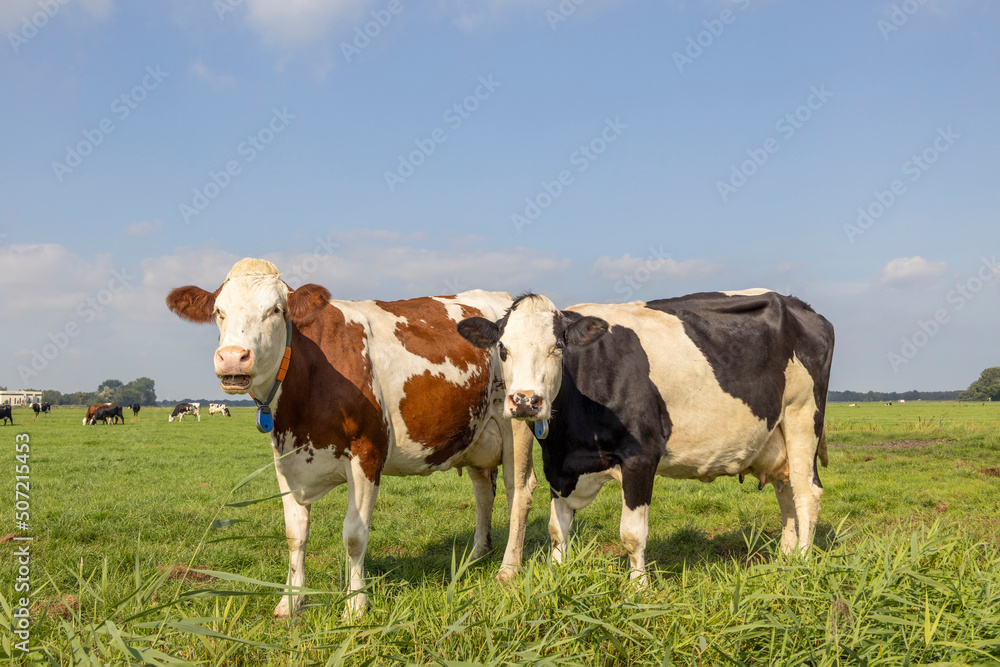 Two cows black red and white, standing upright side by side in a field, looking curious, front view