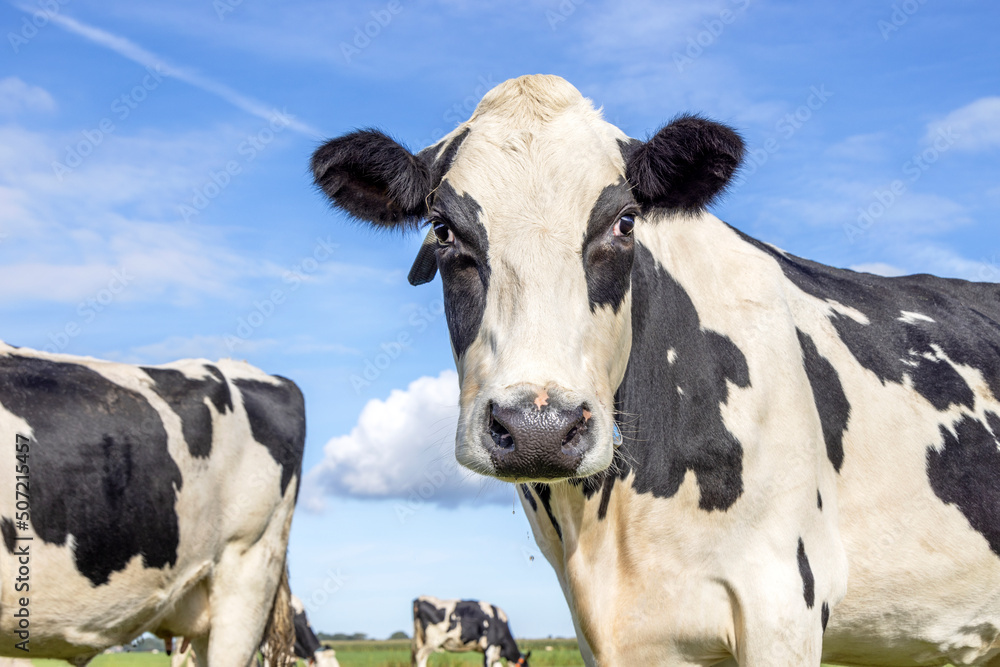 Mature cow, black and white in front of  a blue sky cute head looking at camera