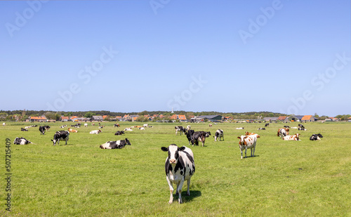 Herd of cows grazing in the pasture, peaceful and sunny in Dutch landscape of flat land with a blue sky