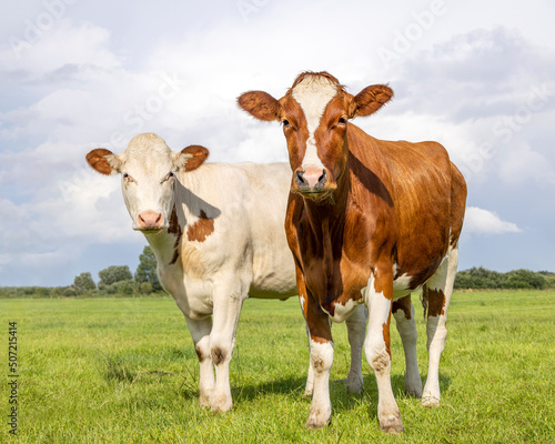 Cute cow calves tender love portrait of two cows, lovingly together in a green field, red and white, pale blue sky background