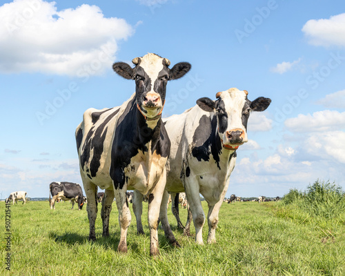 Two cows black and white, standing in a field, in the Netherlands, holstein cattle, blue sky and horizon over land