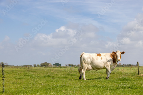 Dairy cow  copy space  standing in a field and a blue sky  side view full length and red brown mottled