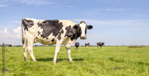 Dairy cow standing on green grass in a meadow, pasture and a blue sky, side view full length