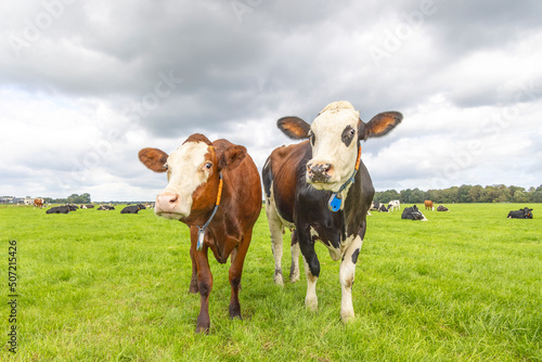 Two funny cows, standing in a pasture under a blue sky, cheeky sassy looking happy together © Clara