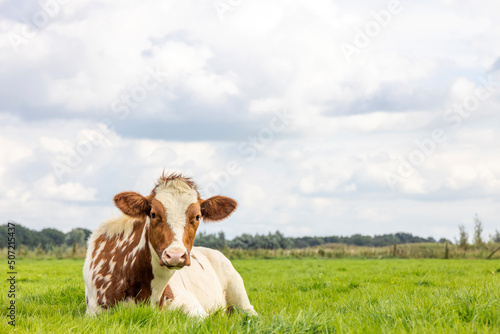 A cow calf red and white in a pasture lying lazy, looking cute, a blue sky, horizon over land