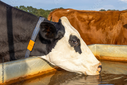 Cow drinking from a water container, black and white standing head into a large trough in a green pasture