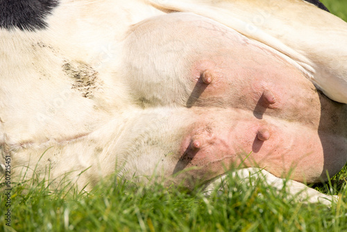 Принти на полотні Udder of a cow and teat close up, soft pink lying in the field, soft pink mammar