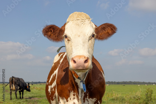 Cute cow looking friendly, portrait of a mature and happy red and white headshot, front view in a pasture © Clara