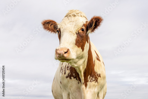Obraz na płótnie Cow portrait, a cute and calm red bovine, white blaze, pink nose and friendly expression w salonie