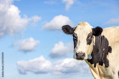 Cute cow head at right edge side  black and white looking  in front of  a blue sky and white dreamy clouds