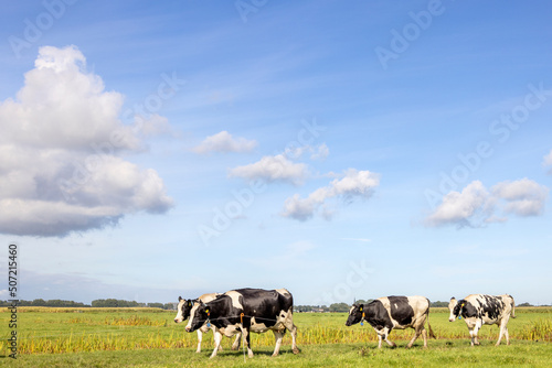 Fototapeta Naklejka Na Ścianę i Meble -  Cows walking in a pasture under a blue sky, herd in a row horizon over land