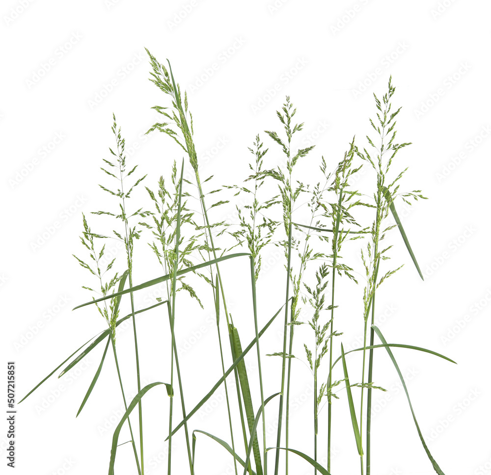 Fototapeta premium Common bent grasses spikelet flowers wild meadow plants isolated on white background. Abstract fresh wild grass flowers, herbs.