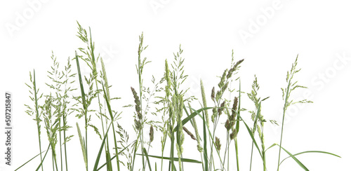 Common bent grasses spikelet flowers wild meadow plants isolated on white background. Abstract fresh wild grass flowers, herbs.
